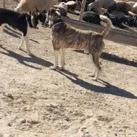 سگ افغان|سگ|گرمخان, |دیوار