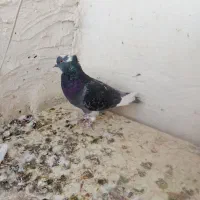 کبوتر پرشی|پرنده|سمنان, |دیوار