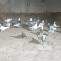 کبوتر پرشی شاندیز