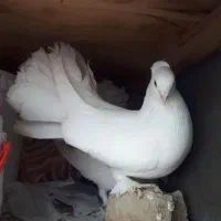 کبوترچتری پرپا