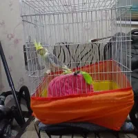 عروس هلندی نر تک