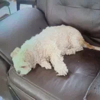 واگذاری سگ شیتز‌و