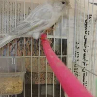 قناری مست بخون|پرنده|مشهد, مهدی آباد (بلوار توس)|دیوار