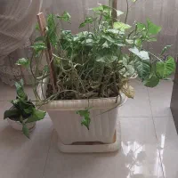 گل وگلدان|گل و گیاه طبیعی|فردیس, شهرک ارم|دیوار