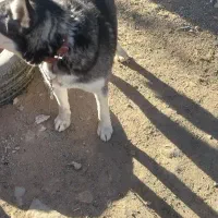 سگ هاسکی نر|سگ|بجنورد, |دیوار