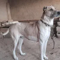 ماده سگ خراسانی|سگ|بجنورد, |دیوار