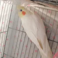 عروس هلندی|پرنده|خمینی‌شهر, |دیوار