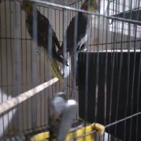 عروس مولد کارداده نرسینامون ماده گلباقالی