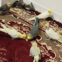 تعدادی عروس هلندی نرو ماده|پرنده|تبریز, |دیوار