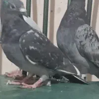 سه تا پرنده فروشی کفتر کبوتر سبز|پرنده|خواف, |دیوار