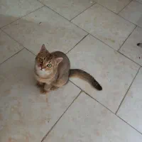 پسر گلد زیبا