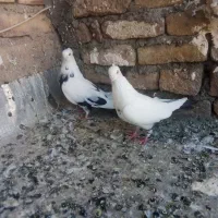 کفتر
