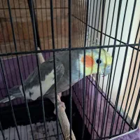 عروس هلندی نر