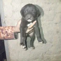 واگذاری توله سرابی|سگ|خرمدره, |دیوار