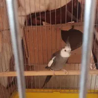 عروس هلندی مولد با جوجه هاش