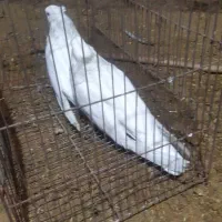 کبوتر تهرانی چش نوک|پرنده|شهرکرد, |دیوار