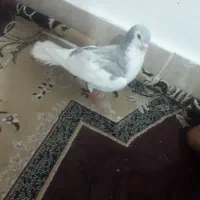 کبوتر معاوضه با کله ای ماده