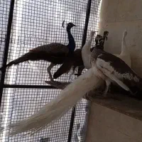 تخم طاووس نژاد هندی مصری