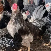 خروس گلین لری