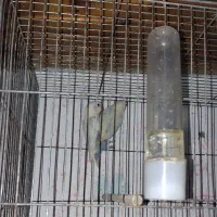 پرنده فروش فوری|پرنده|بندر انزلی, آذربایجان|دیوار