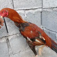 خروس|حیوانات مزرعه|میناب, |دیوار