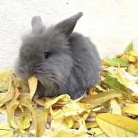 جوجه خرگوش بامزه|موش و خرگوش|تربت جام, خیرآباد|دیوار