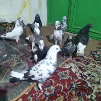 چندتا کبوتر تکپر ساعتی سالم وسلامت بفروش میرسد|پرنده|دلند, |دیوار