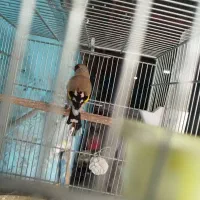 سهره|پرنده|کرمان, |دیوار