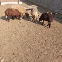 گوسفند بره دار