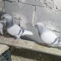 کبوتر|پرنده|مرودشت, نقش رستم|دیوار