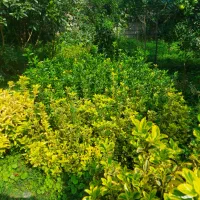 شمشاد طلایی و سبز زمینی|خدمات باغبانی و درختکاری|چابکسر, |دیوار