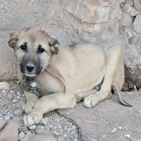 واگذاری سگ سرابی گله‌ایی‌ونگهبانی نر