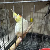 فروش پرنده|پرنده|بندر ماهشهر, |دیوار