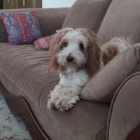 سگ شیتزو پامر