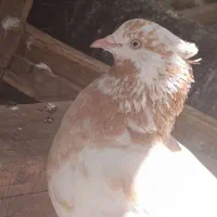کفتر
