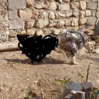 خروس برهما اصل|حیوانات مزرعه|ایوان, |دیوار