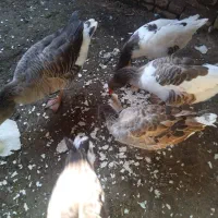 قوغاز وغازفروشی|حیوانات مزرعه|شوط, |دیوار