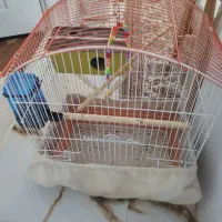 طوطی برزیلی جفت با قفس|پرنده|هشتگرد, ینگی امام|دیوار