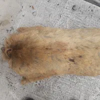 خیک|کلکسیون و سرگرمی|دزفول, |دیوار