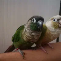 گرینچیک جفت رام و سخنگو