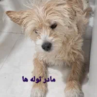 یه سگ ماده با ۴ تا توله
