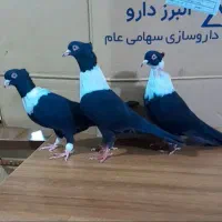 پنج تا کلاغ رسمی نواری