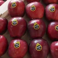 بسته بندی وسورت در سردخانه