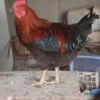 فروش مرغ و خروس رسمی ۶ماهه|حیوانات مزرعه|قرچک, پویینک|دیوار