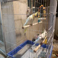 جفت عروس هلندی با قفس و پایه|پرنده|علیآباد کتول, |دیوار