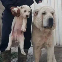 الابای روسی توله و بالغ