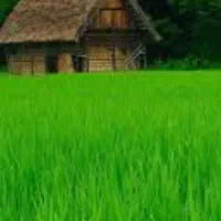 کار در خانه