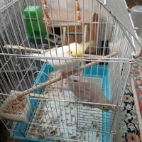 جفت طوطی عروس هلندی|پرنده|قزوین, |دیوار