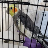 عروس هلندی سخنگو