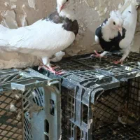 کبوتر ساده طوقی ۲۹عدد|پرنده|مشهد, ادیب نیشابوری (شهرک غرب)|دیوار